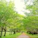 忠元公園の桜、葉桜、2012年5月10日