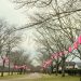 2019年3月18日・忠元公園の桜、桜開花状況、数輪咲いてる程度